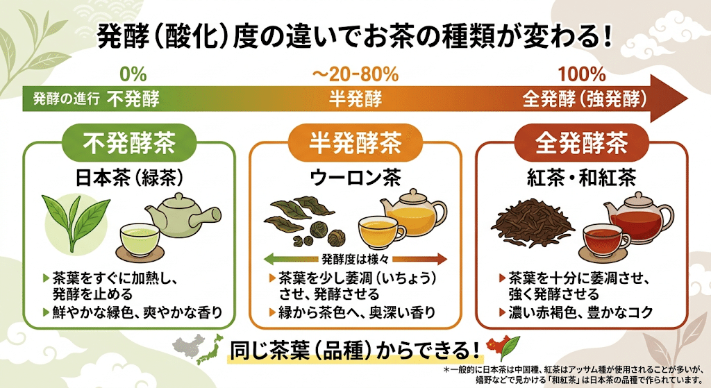 発酵(酸化)度の違いでお茶の種類が変わることを示す図。不発酵茶(0%)は日本茶(緑茶)、半発酵茶(〜20-80%)はウーロン茶、全発酵茶(100%)は紅茶・和紅茶に分かれ、いずれも同じ茶葉(品種)から作られることを示している