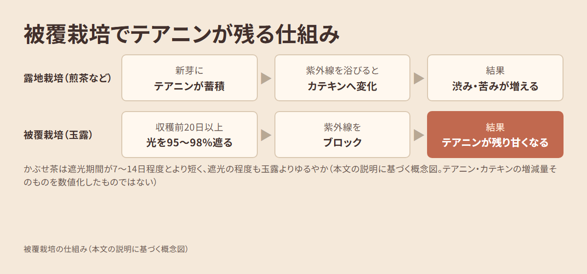 露地栽培と被覆栽培によるテアニンとカテキンの変化の違いを示した図。露地栽培では紫外線を浴びてテアニンがカテキンに変化し渋みが増えるのに対し、被覆栽培では収穫前20日以上、光を95〜98%遮ることで変化がブロックされ、テアニンが残って甘くなることを示す