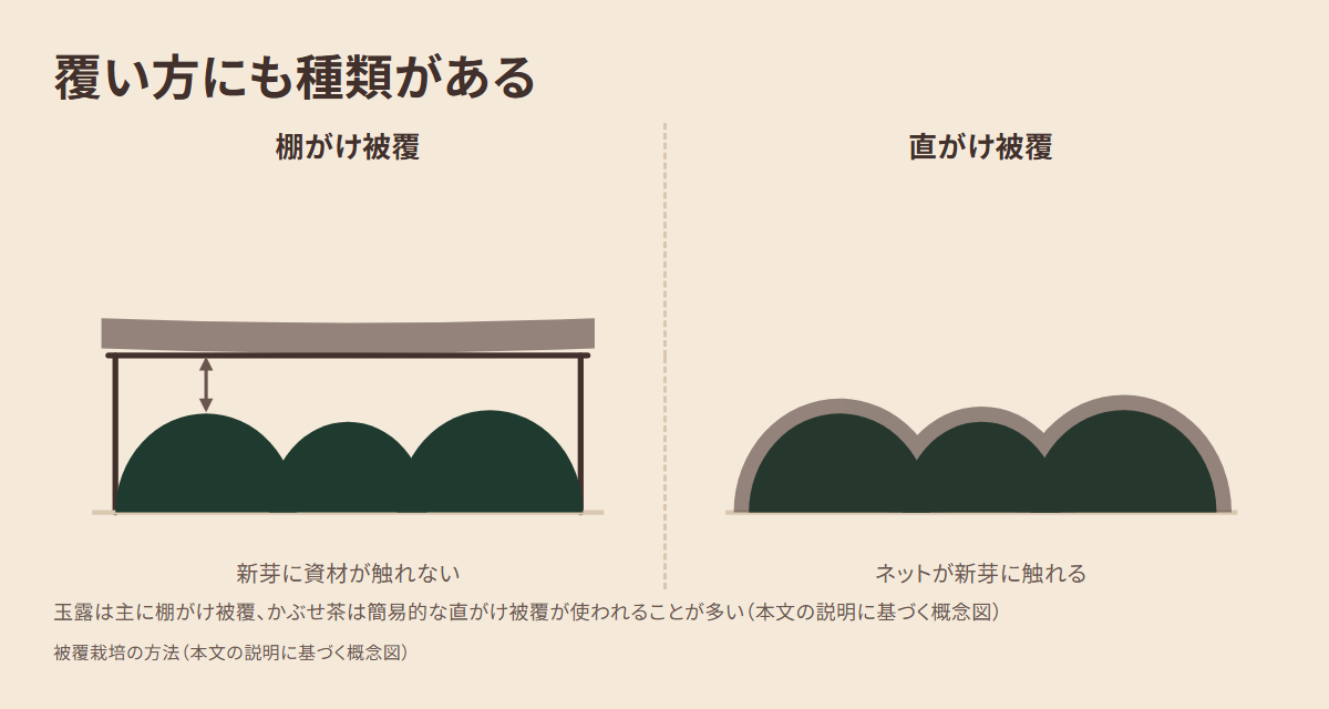 棚がけ被覆と直がけ被覆の構造の違いを示した図。棚がけ被覆は支柱を立てて棚を組み、茶樹との間に隙間を空けて寒冷紗(遮光ネット)を張るため新芽に資材が直接触れないのに対し、直がけ被覆は茶樹に直接ネットをかぶせるため資材が新芽に触れることを示す