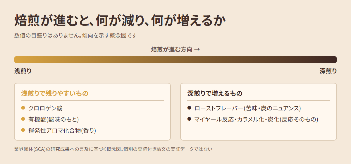 焙煎が進むと減るもの(クロロゲン酸・有機酸・揮発性アロマ化合物)と増えるもの(ローストフレーバー・苦味)を対比した概念図。数値目盛りのない傾向図